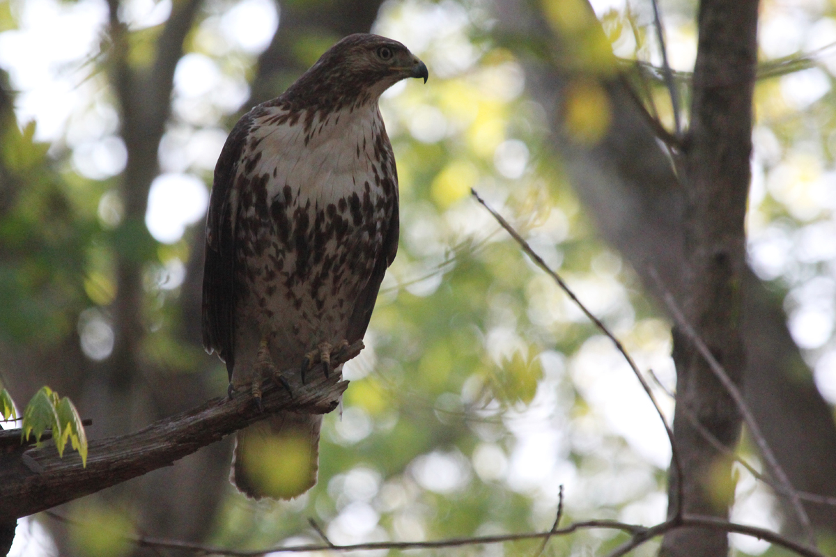 Red-tailed Hawk / 21 Apr / Stumpy Lake NA