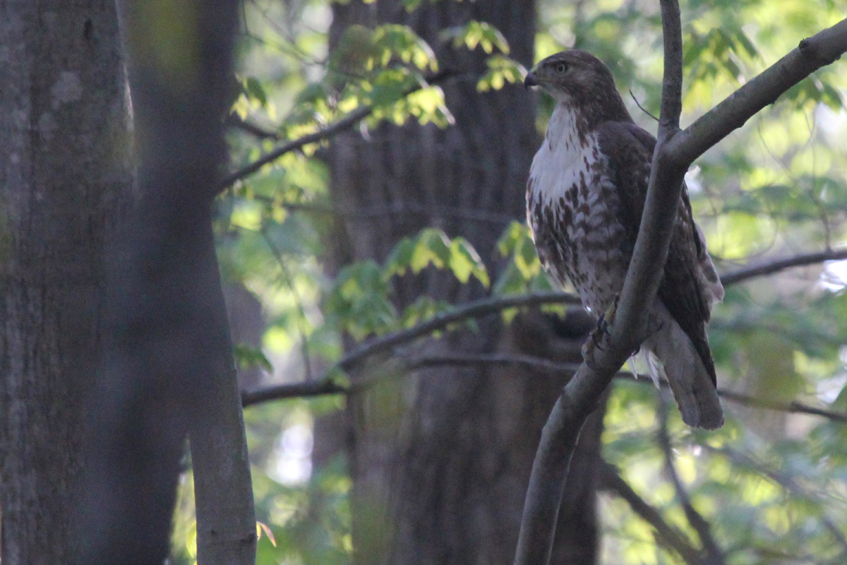 Red-tailed Hawk / 21 Apr / Stumpy Lake NA
