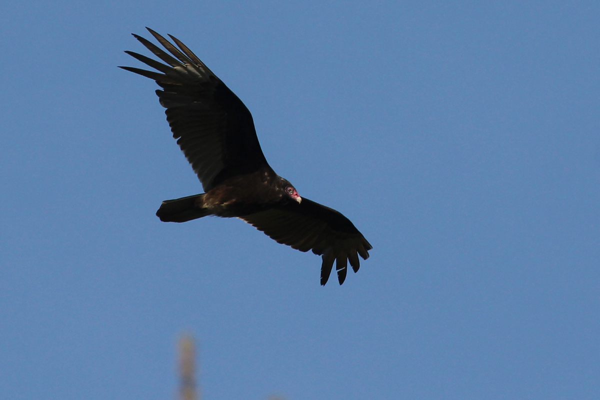 Turkey Vulture / 21 Apr / West Neck Creek NA