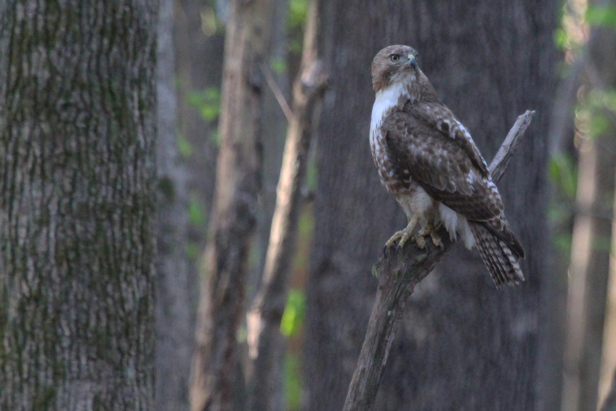 Red-tailed Hawk / 21 Apr / Stumpy Lake NA