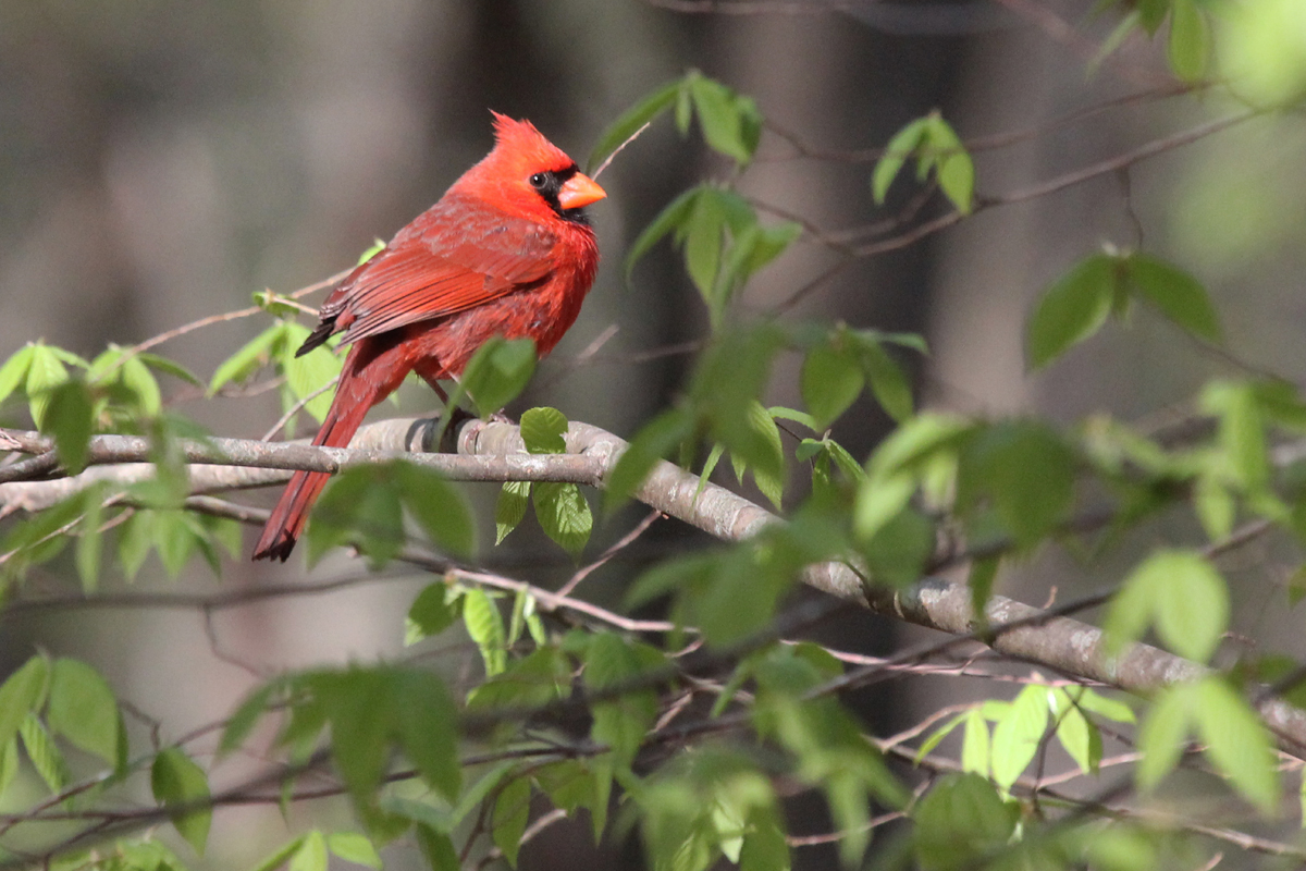 Northern Cardinal / 21 Apr / West Neck Creek NA