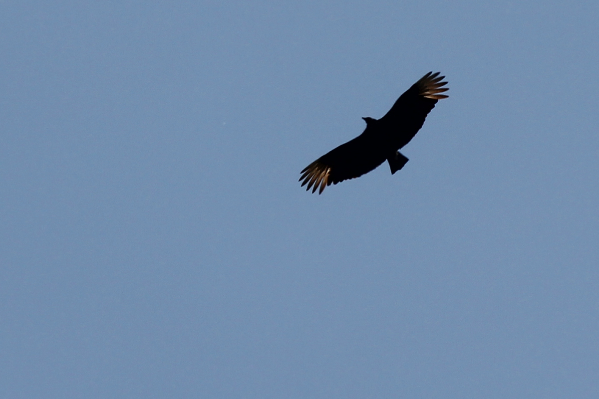 Black Vulture / 21 Apr / West Neck Creek NA