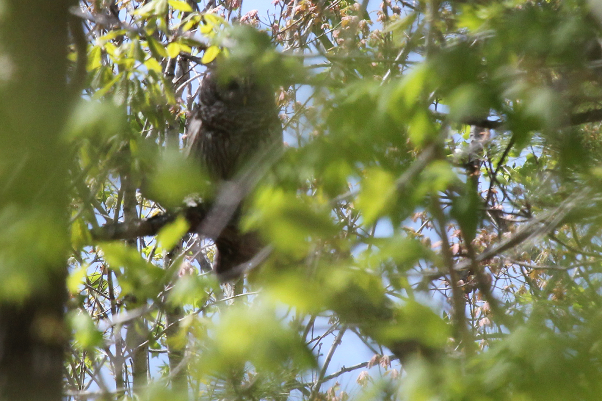 Barred Owl / 21 Apr / West Neck Creek NA