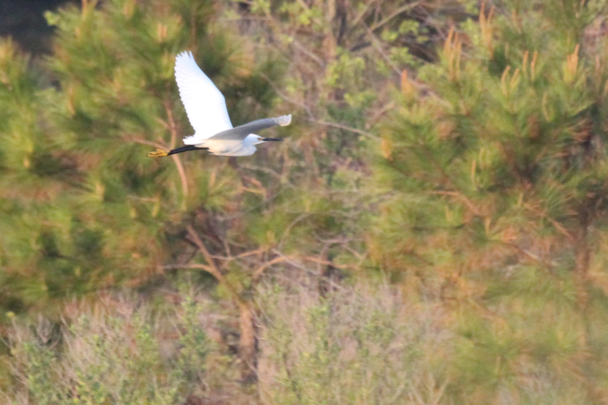 Snowy Egret / 22 Apr / Princess Anne WMA Whitehurst Tract