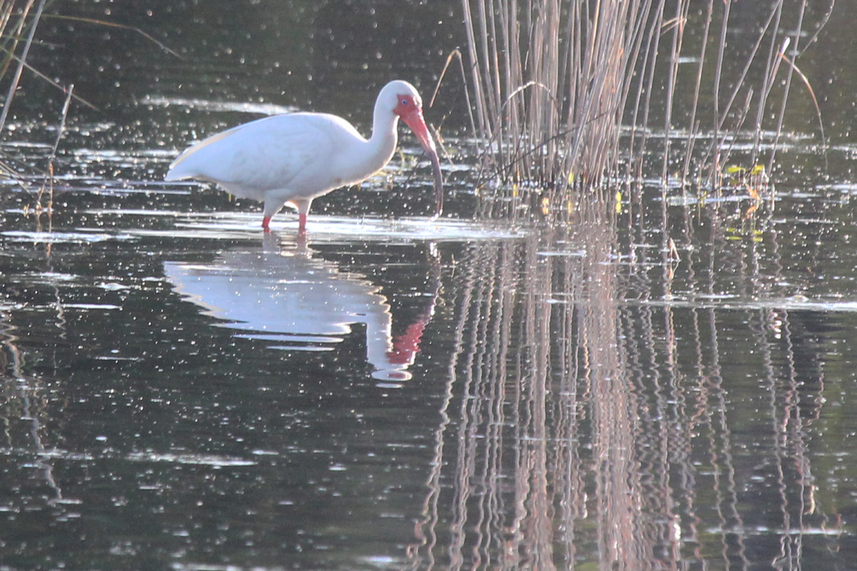 White Ibis / 22 Apr / Princess Anne WMA Whitehurst Tract