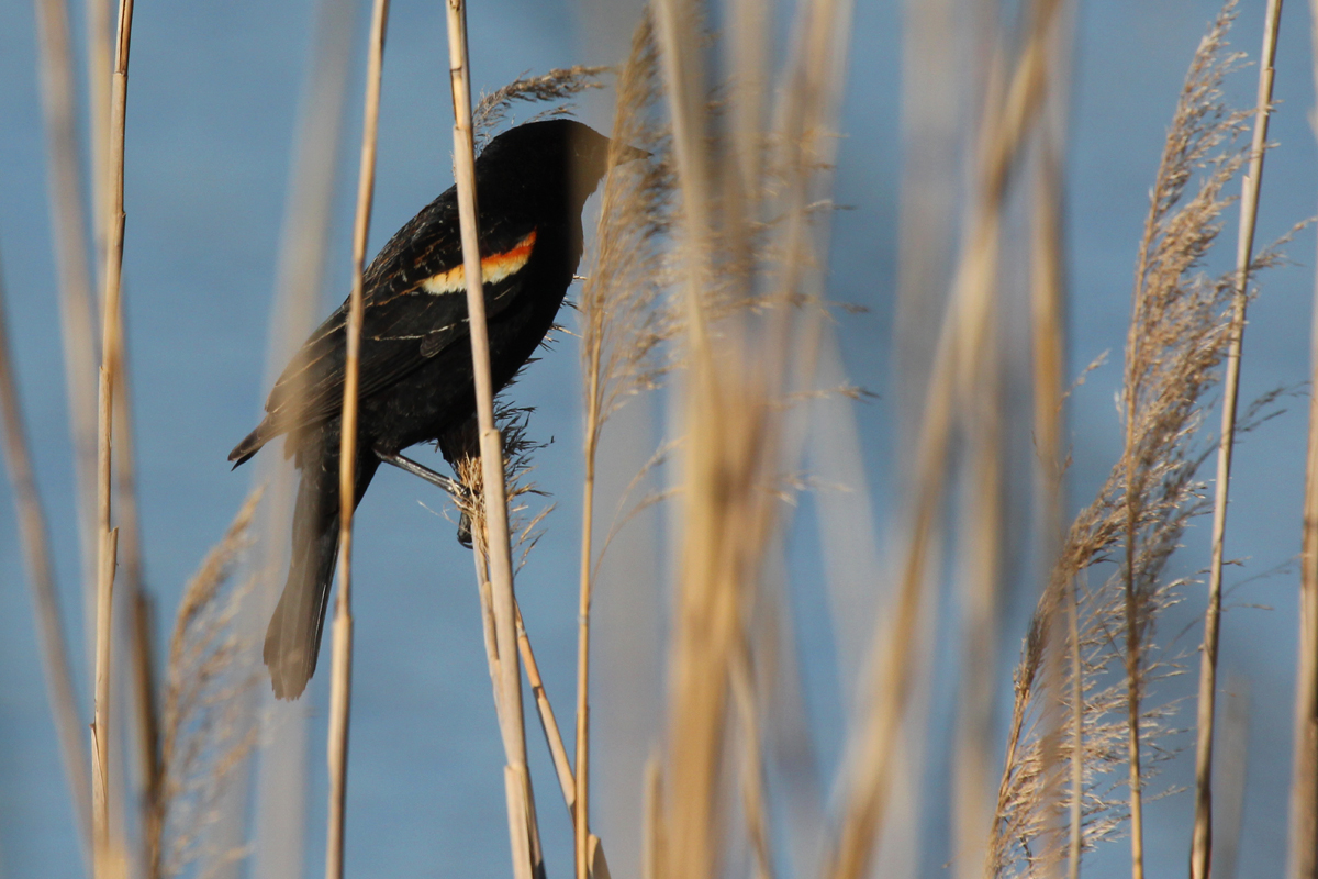 Red-winged Blackbird / 22 Apr / Princess Anne WMA Whitehurst Tract