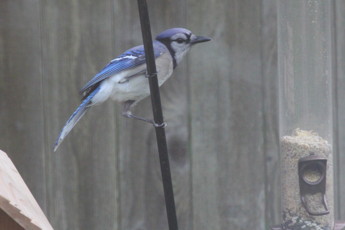 Blue Jay / 23 Apr