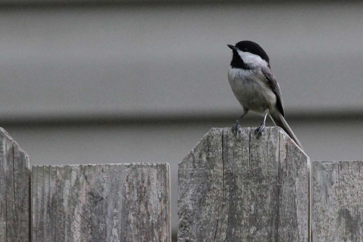 Carolina Chickadee / 23 Apr