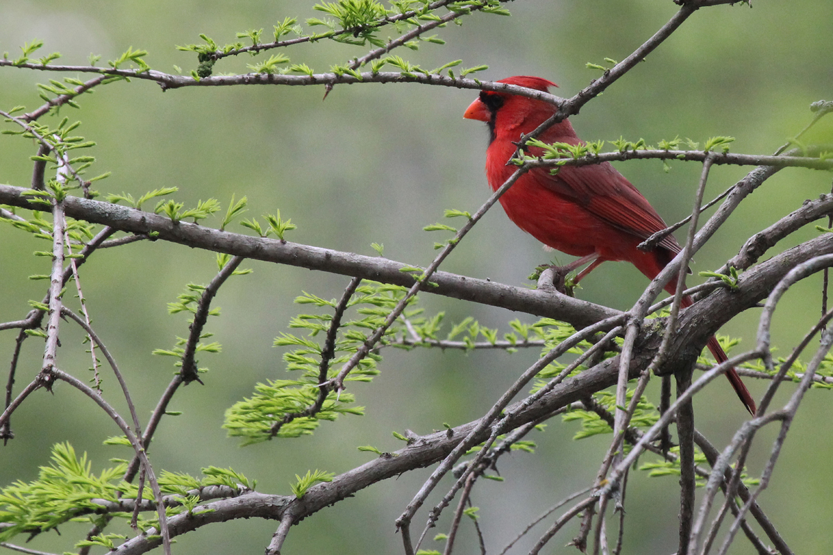 Northern Cardinal / 26 Apr / Stumpy Lake NA