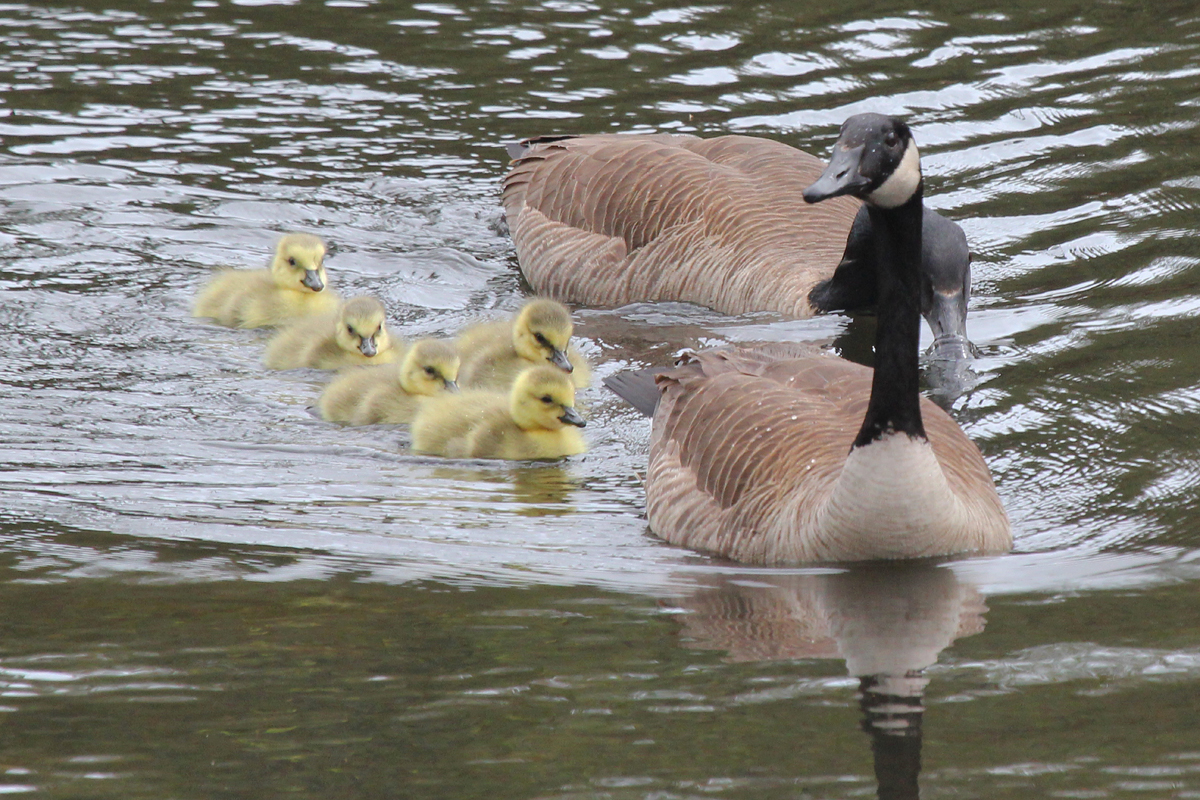 Canada Geese / 27 Apr / Sabre St.