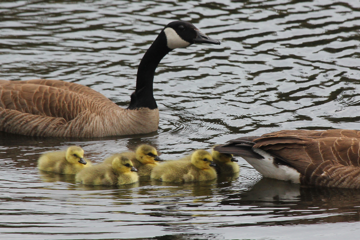 Canada Geese / 27 Apr / Sabre St.