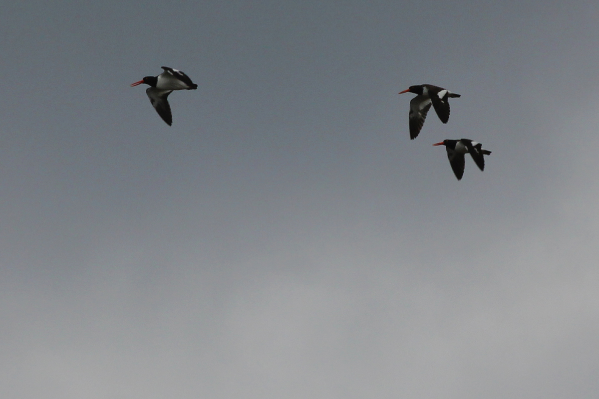 American Oystercatchers / 27 Apr / Pleasure House Point NA