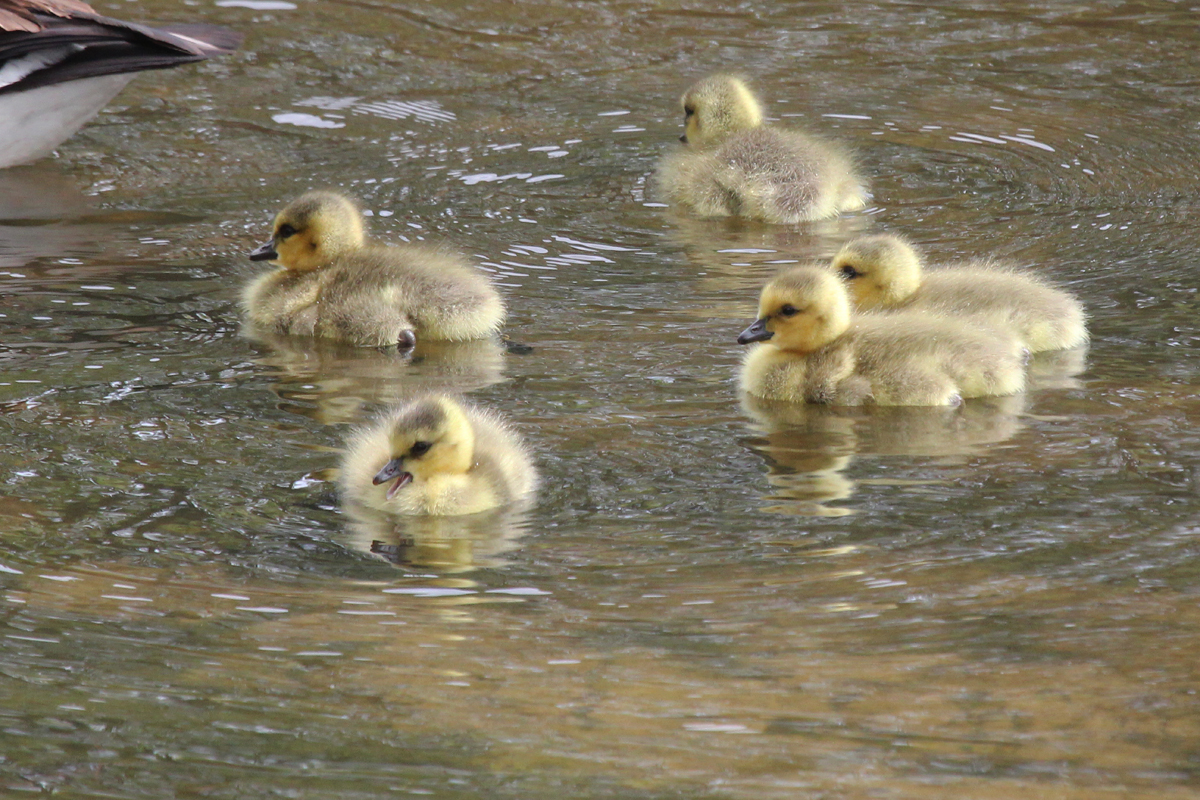 Canada Geese / 27 Apr / Sabre St.