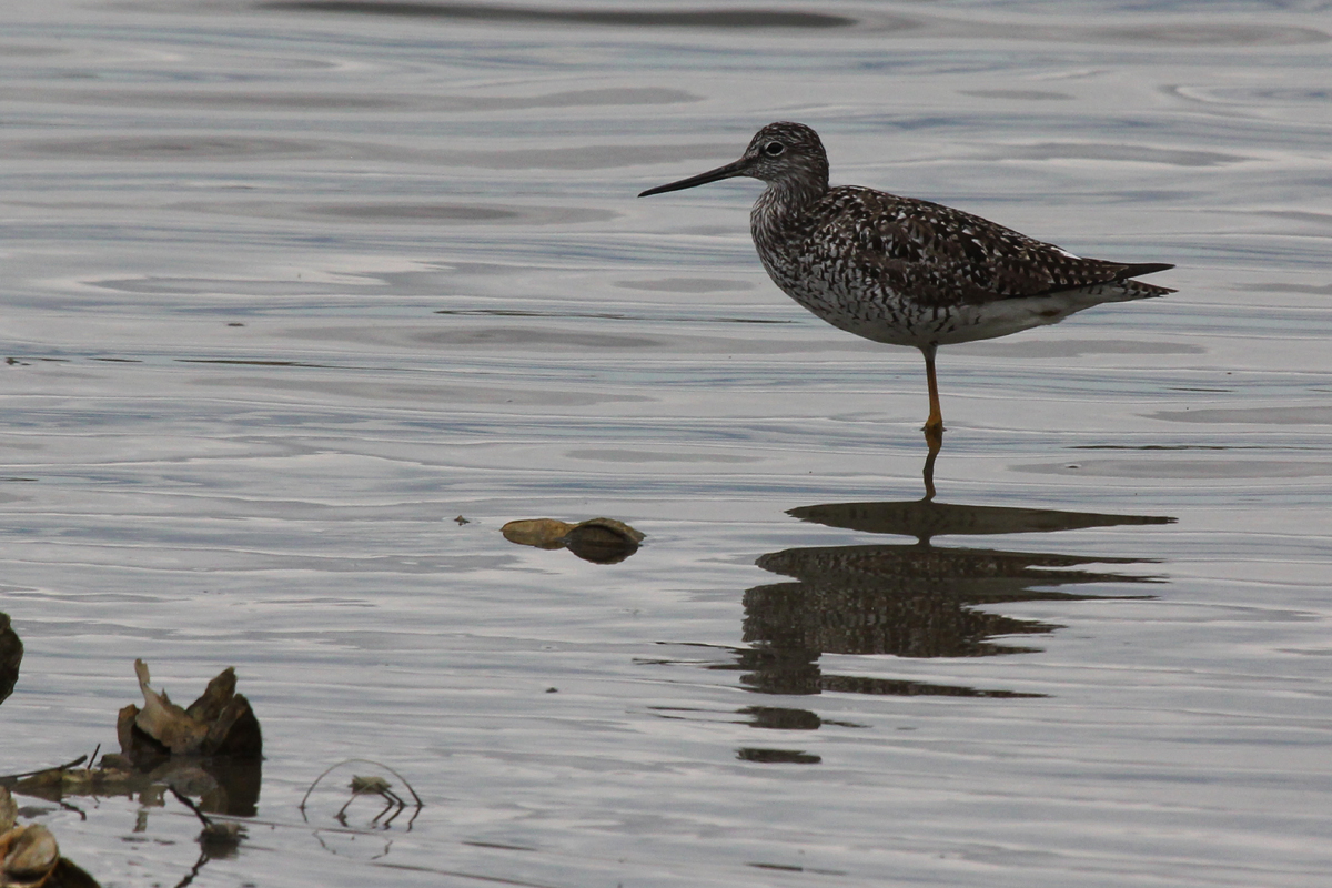 Greater Yellowlegs / 27 Apr / Pleasure House Point NA