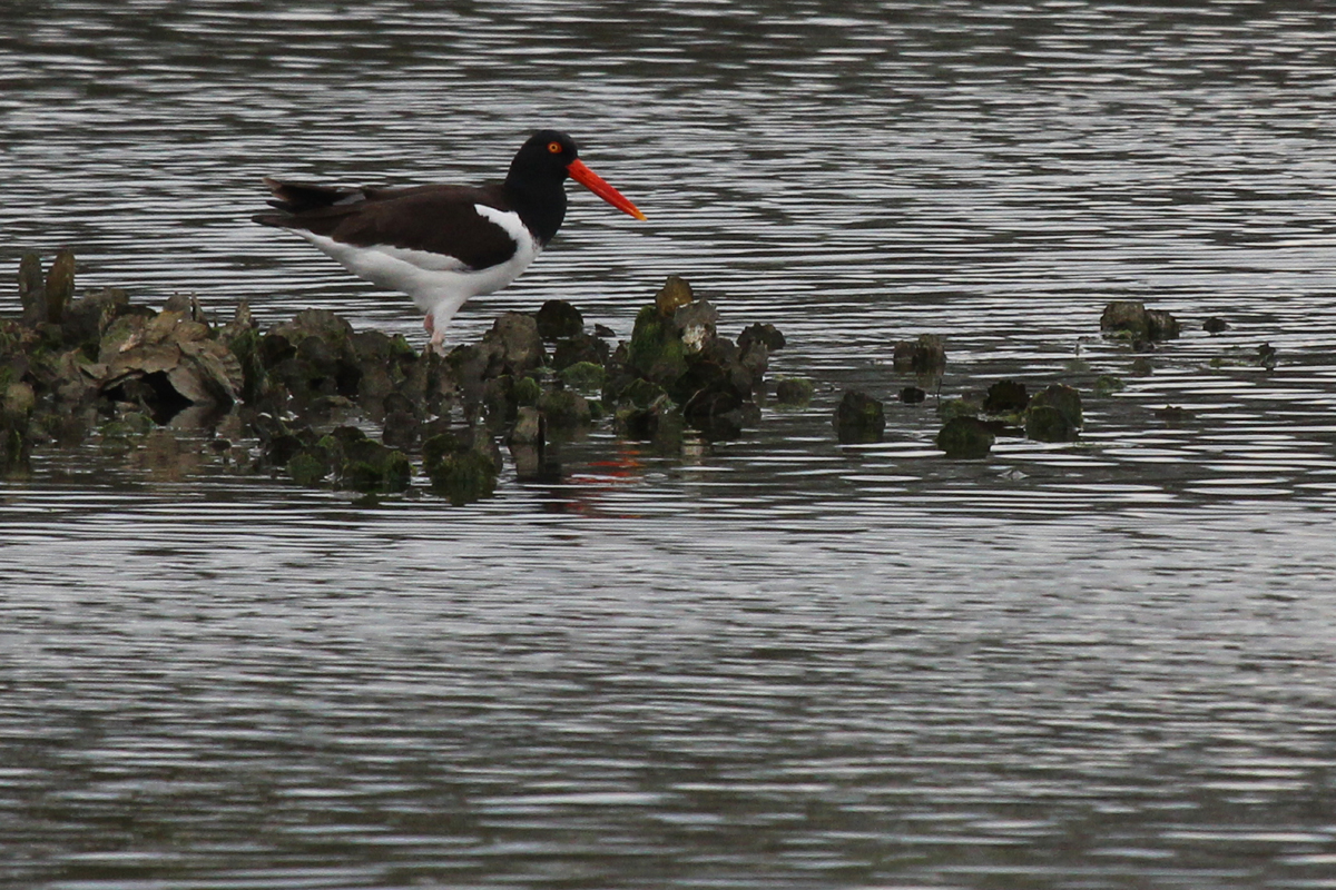 American Oystercatcher / 27 Apr / Pleasure House Point NA