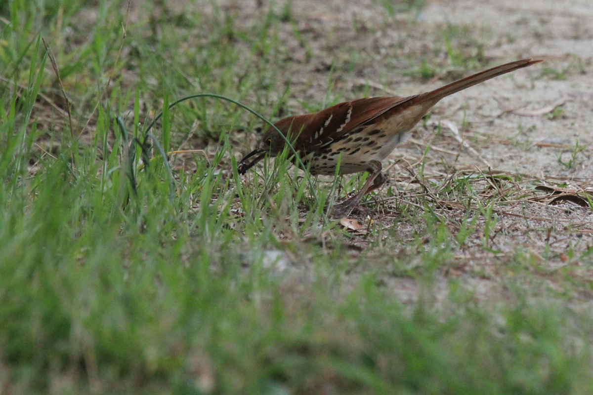 Brown Thrasher / 27 Apr / Pleasure House Point NA