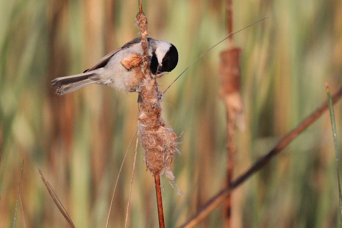 Carolina Chickadee / 28 Apr / Back Bay NWR