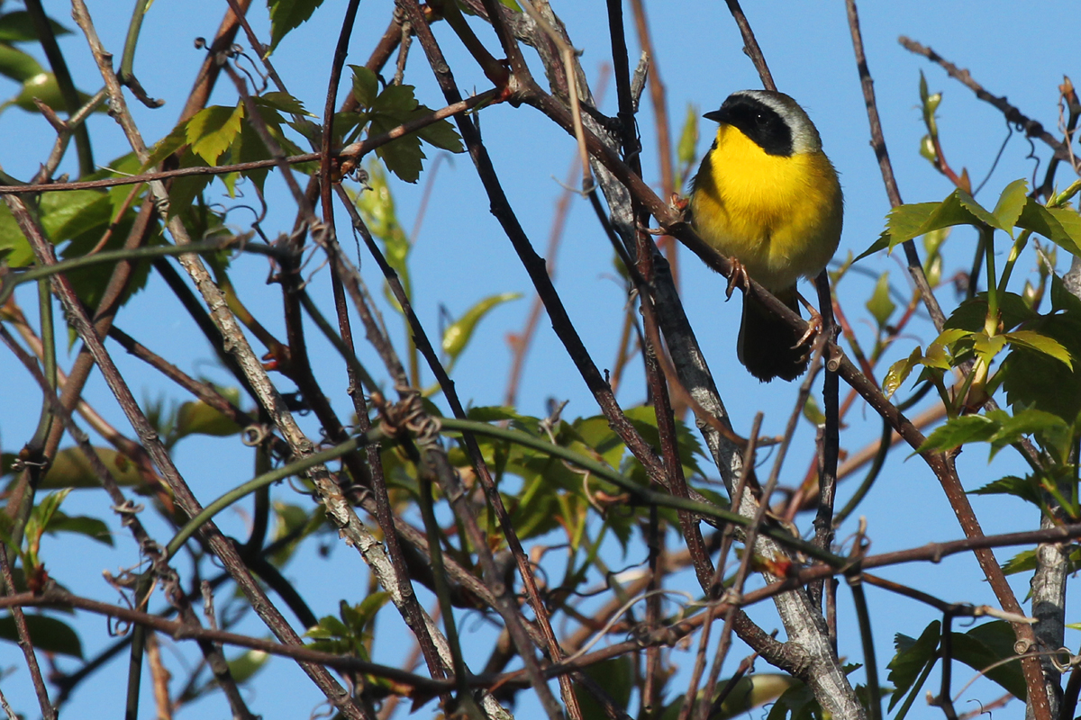 Common Yellowthroat / 28 Apr / Back Bay NWR