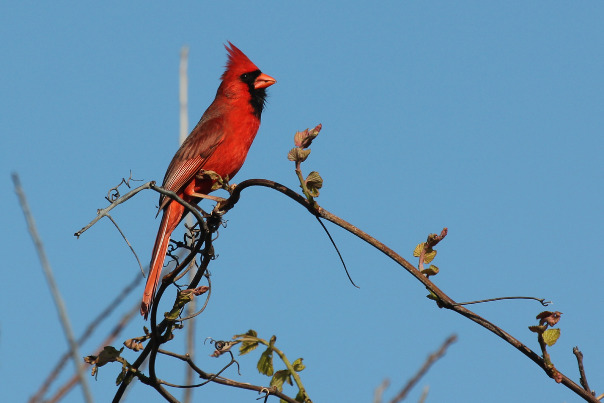 Northern Cardinal / 28 Apr / Back Bay NWR