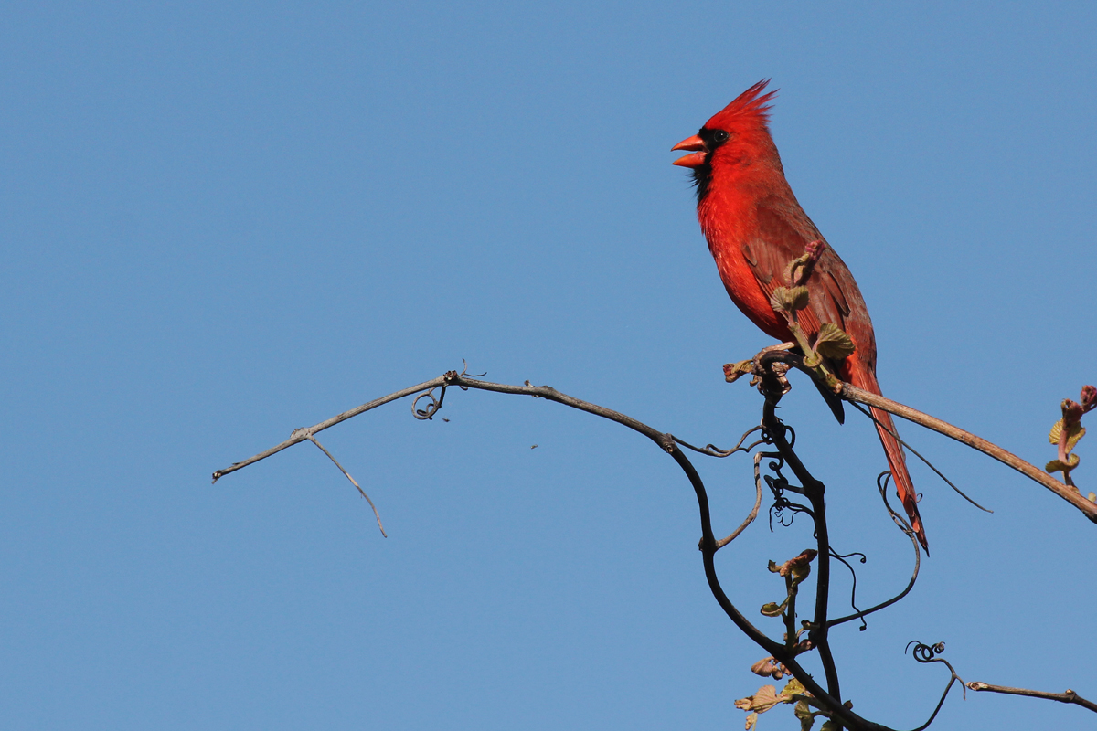 Northern Cardinal / 28 Apr / Back Bay NWR