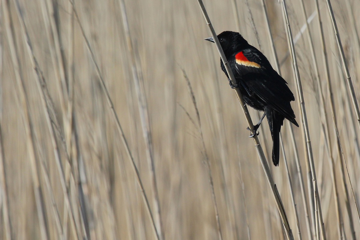 Red-winged Blackbird / 28 Apr / Back Bay NWR