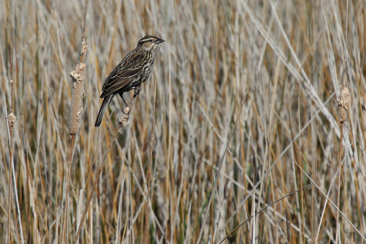 Red-winged Blackbird / 28 Apr / Back Bay NWR