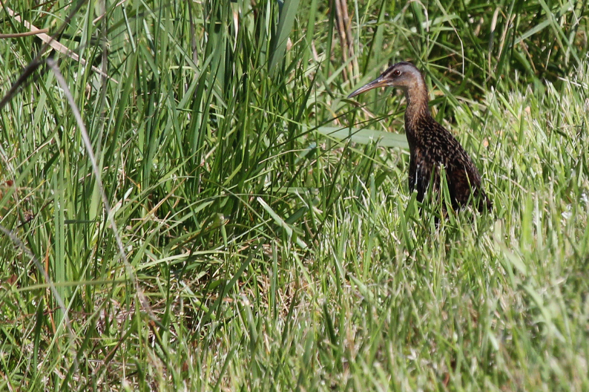 King Rail / 28 Apr / Back Bay NWR