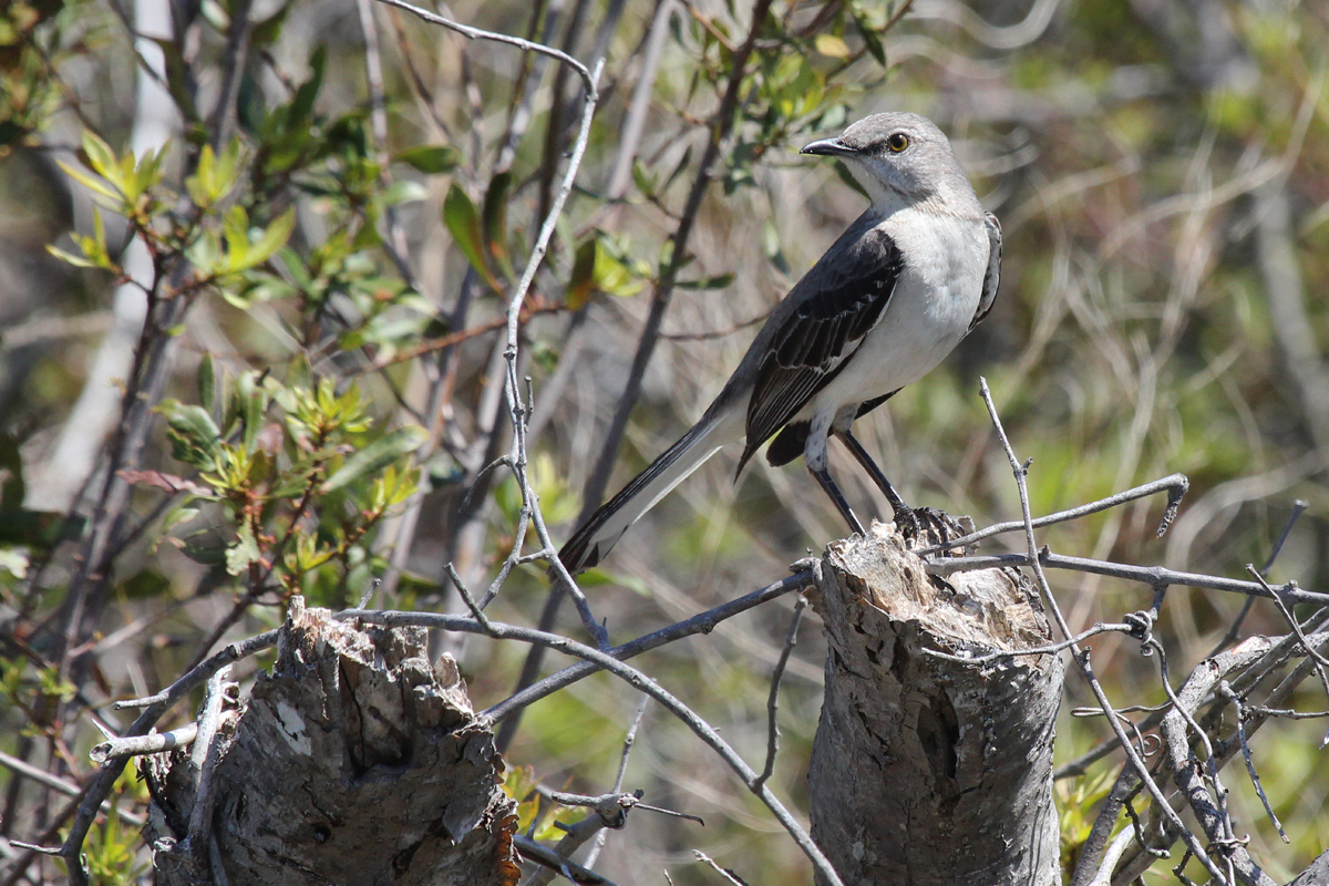 Northern Mockingbird / 28 Apr / Back Bay NWR