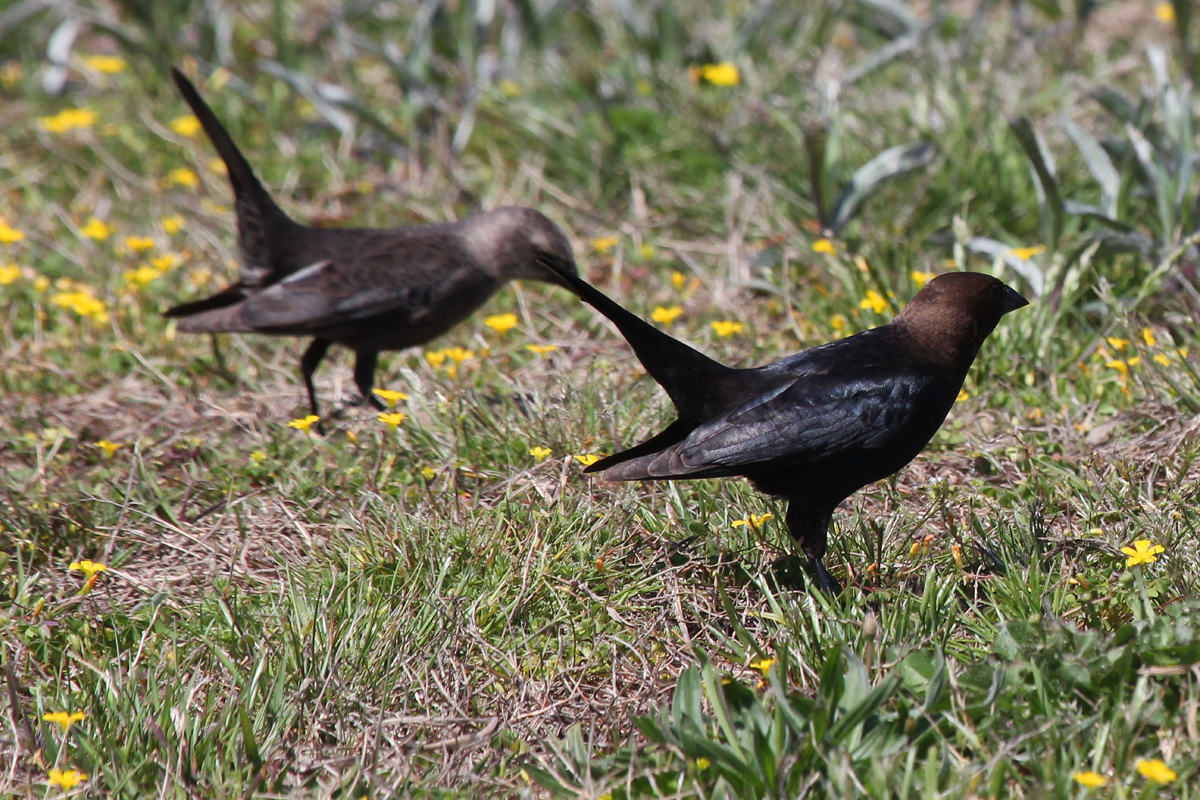 Brown-headed Cowbirds / 28 Apr / Back Bay NWR