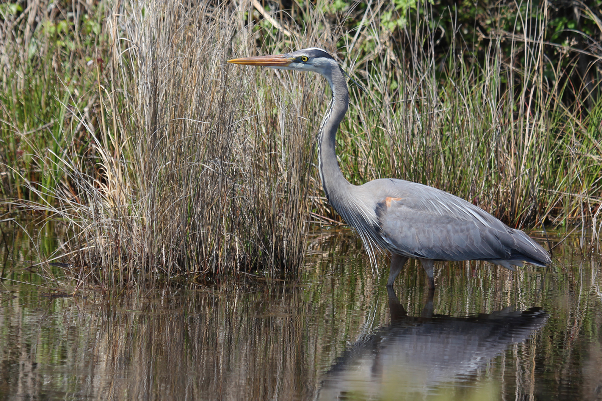 Great Blue Heron / 28 Apr / Back Bay NWR