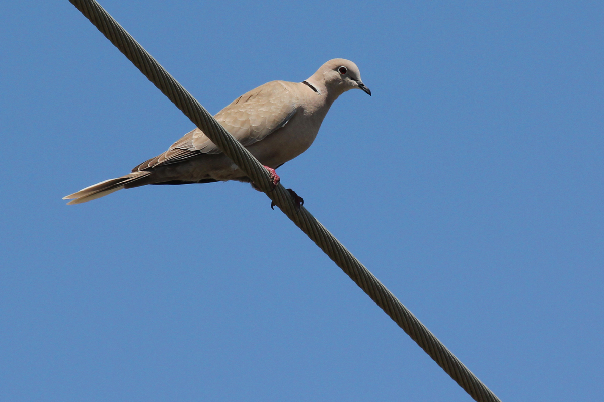Eurasian Collared-Dove / 28 Apr / Sandbridge