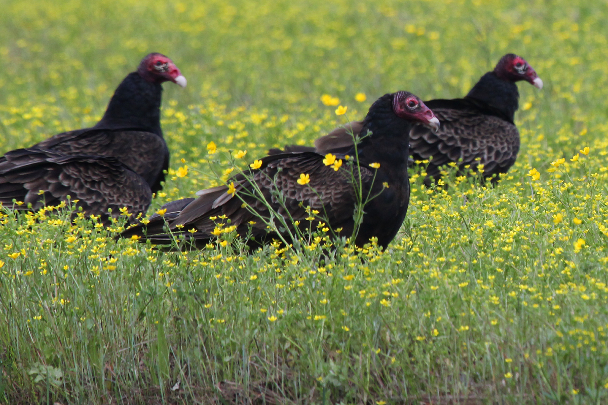 Turkey Vultures / 28 Apr / Gum Bridge Rd.