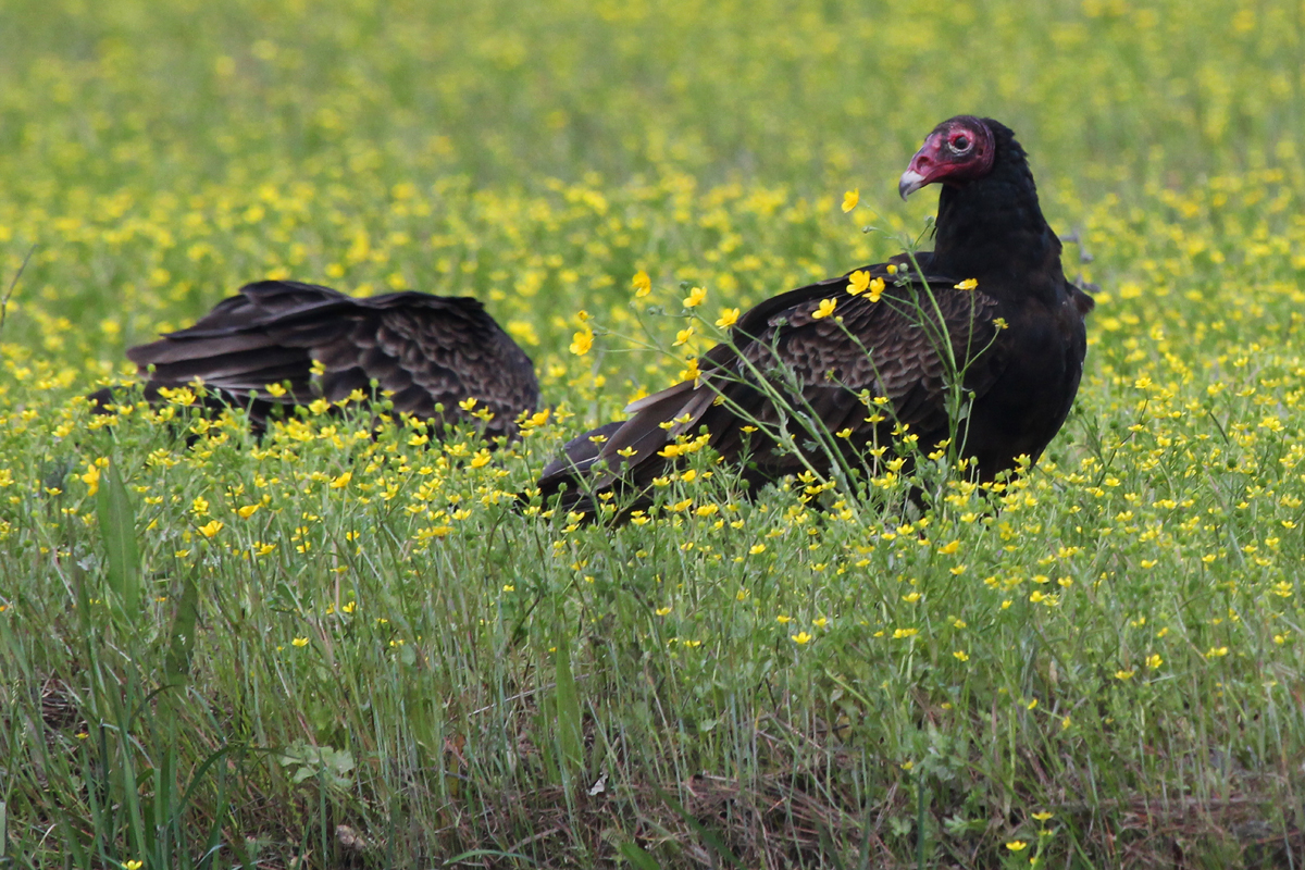 Turkey Vultures / 28 Apr / Gum Bridge Rd.