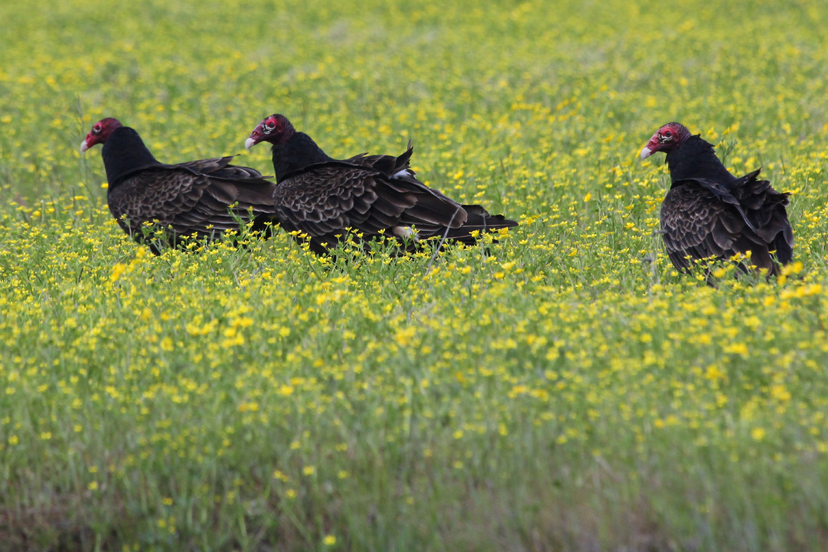 Turkey Vultures / 28 Apr / Gum Bridge Rd.