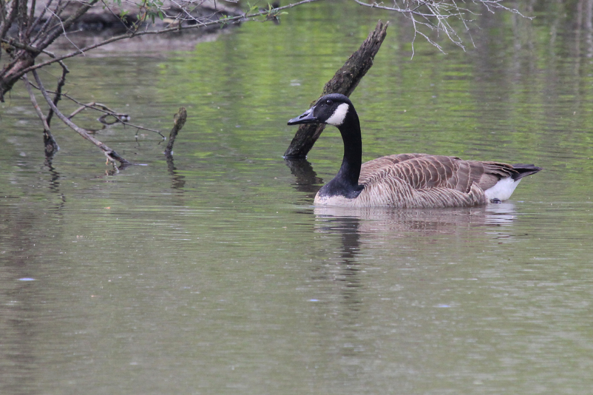 Canada Goose / 28 Apr / Stumpy Lake NA