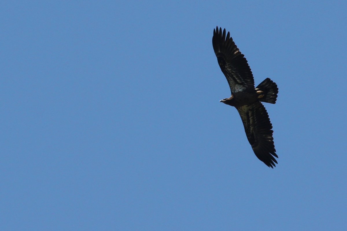 Bald Eagle / 29 Apr / Princess Anne WMA Whitehurst Tract