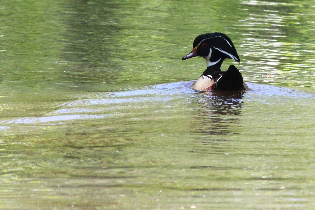 Wood Duck / 29 Apr / Crags Causeway