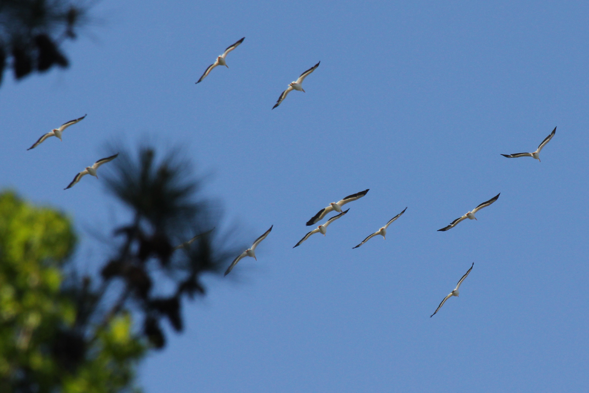 American White Pelicans / 1 May / Stumpy Lake NA