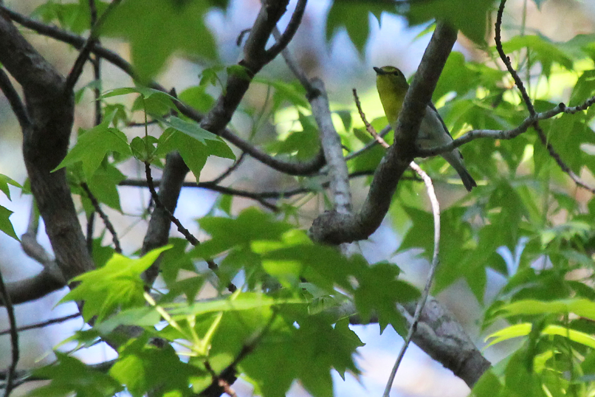 Yellow-throated Vireo / 1 May / Stumpy Lake NA