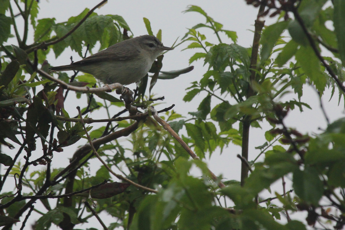 Warbling Vireo / 6 May / Back Bay NWR