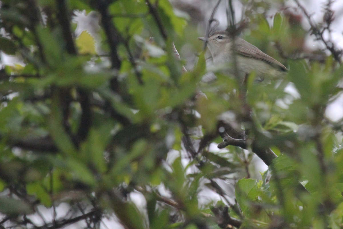 Warbling Vireo / 6 May / Back Bay NWR