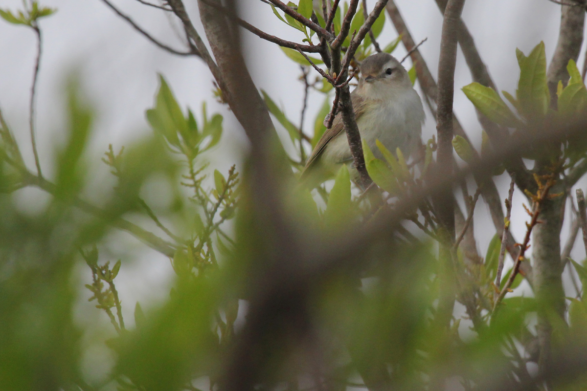 Warbling Vireo / 9 May / Back Bay NWR