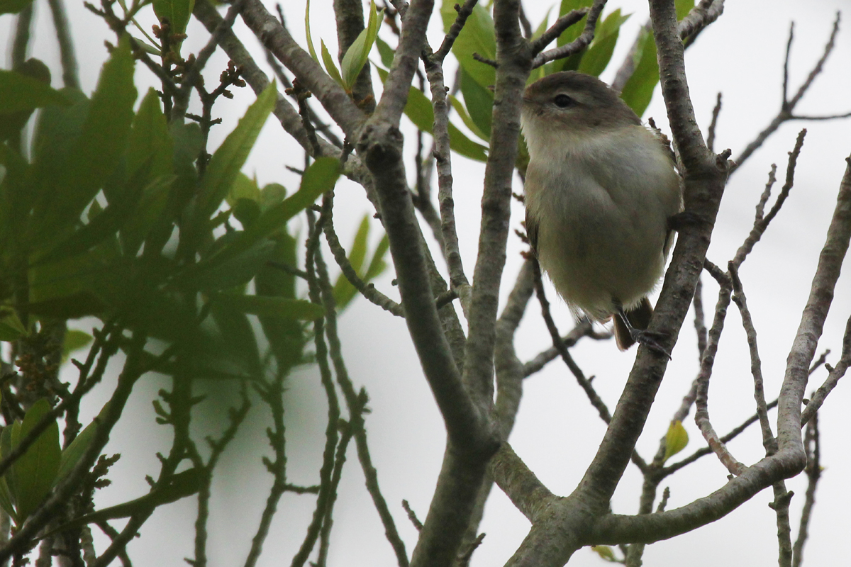 Warbling Vireo / 9 May / Back Bay NWR