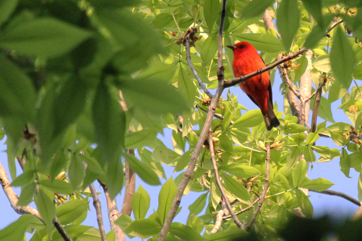 Scarlet Tanager / 3 May / Stumpy Lake NA