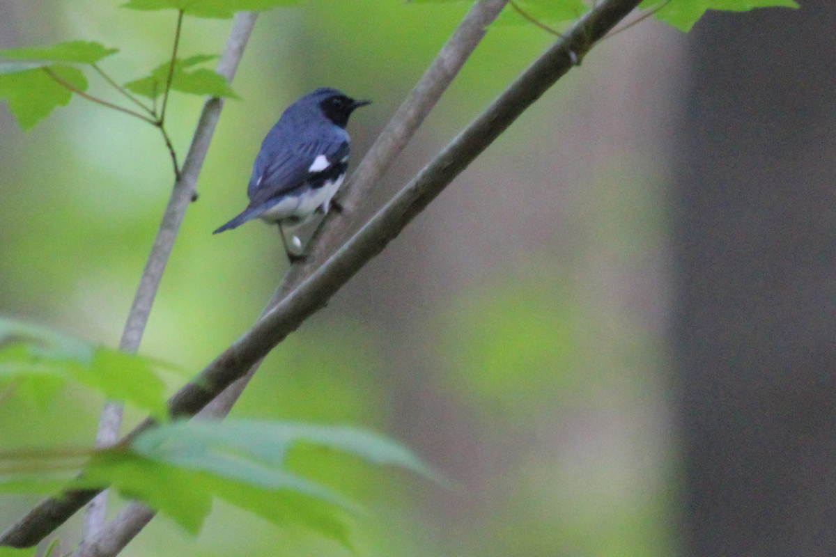 Black-throated Blue Warbler / 3 May / Stumpy Lake NA