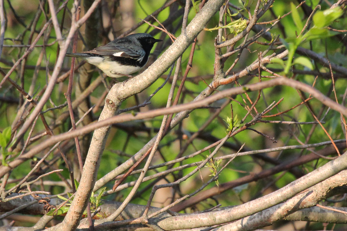 Black-throated Blue Warbler / 5 May / Back Bay NWR