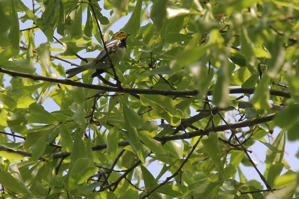 Black-throated Green Warbler / 5 May / West Neck Creek NA