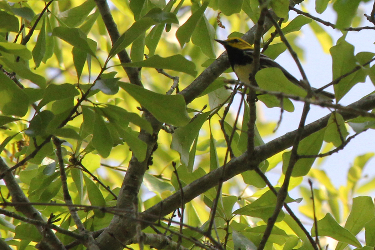 Black-throated Green Warbler / 5 May / West Neck Creek NA