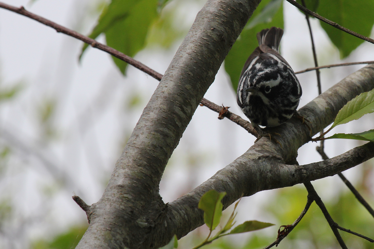 Black-and-white Warbler / 5 May / Back Bay NWR