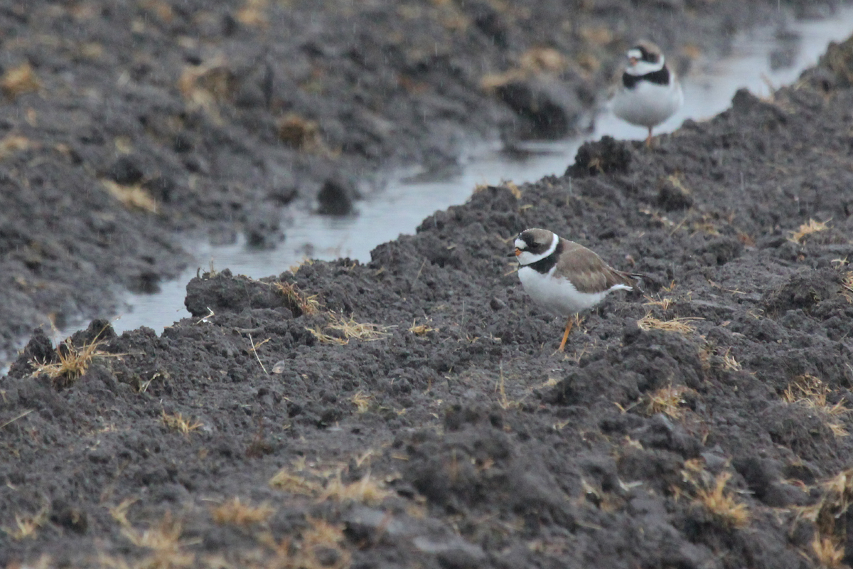 Semipalmated Plovers / 6 May / Muddy Creek Rd.